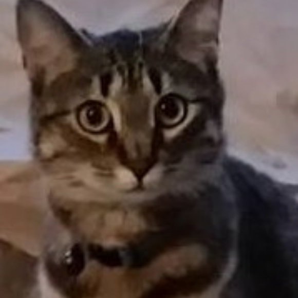 Meet your Posher, Lisa - Picture 3 of 7